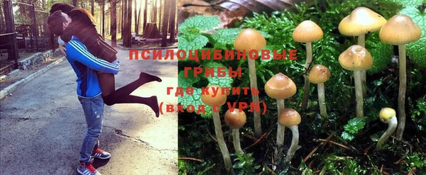 прущие грибы Беломорск