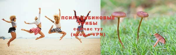 прущие грибы Беломорск